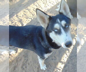 Siberian Husky-Unknown Mix Dogs for adoption in Pacific grove , CA, USA