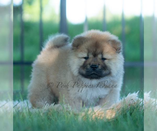 Medium Photo #2 Chow Chow Puppy For Sale in WARSAW, IN, USA