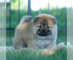 Puppy Meesha Chow Chow