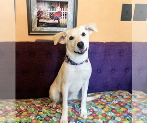 Labrador Retriever-Unknown Mix Dogs for adoption in Rockaway, NJ, USA