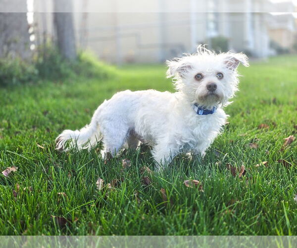 Medium Photo #2 Mutt Puppy For Sale in Sandy, UT, USA
