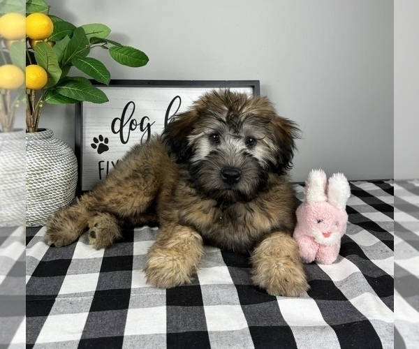 Medium Photo #3 Soft Coated Wheaten Terrier Puppy For Sale in FRANKLIN, IN, USA