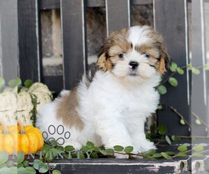 Shih Tzu Puppy for sale in GORDONVILLE, PA, USA