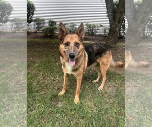 Odin Dixon - Male Australian Kelpie-German Shepherd Dog Mix Dog for Adoption - Photo #8