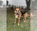 Small #7 Australian Kelpie-German Shepherd Dog Mix