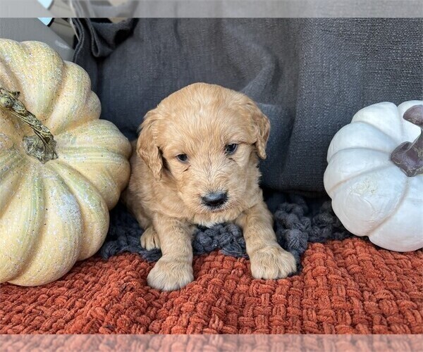 Medium Photo #4 Goldendoodle Puppy For Sale in PEMBROKE PINES, FL, USA