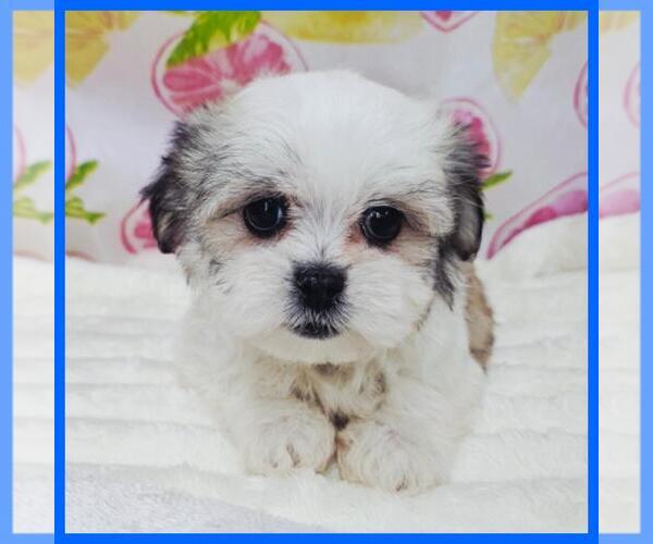 Medium Photo #2 Mal-Shi Puppy For Sale in TAYLOR, TX, USA
