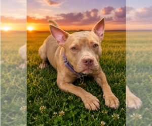 American Staffordshire Terrier-Labrador Retriever Mix Dogs for adoption in Garner, NC, USA