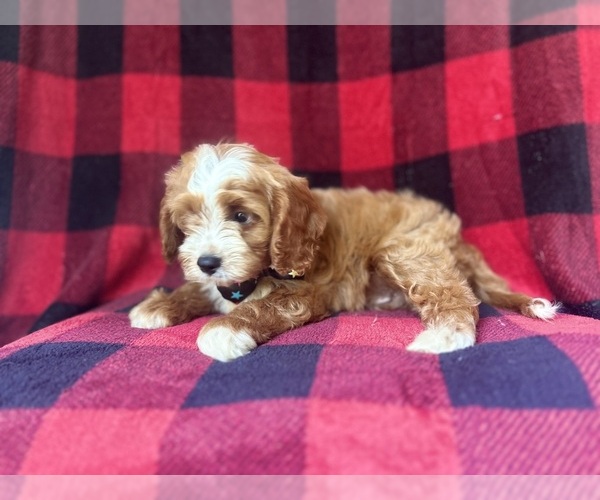 Medium Photo #5 Cavapoo Puppy For Sale in LAKELAND, FL, USA