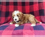 Small #4 Cavapoo