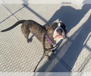 American Pit Bull Terrier Dogs for adoption in Denver, CO, USA