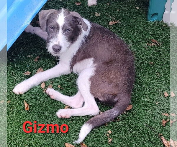 Medium Photo #3 American Pit Bull Terrier-Shih Tzu Mix Puppy For Sale in Des Moines, IA, USA