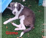 Small #2 American Pit Bull Terrier-Shih Tzu Mix