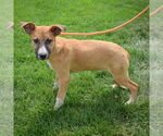 Small #1 German Shepherd Dog Mix