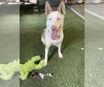 Small Huskies  Mix