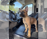 Puppy Meteor Belgian Malinois