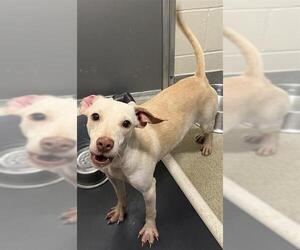 Mutt Dogs for adoption in San Antonio, TX, USA