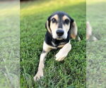 Small #2 Coonhound-Golden Retriever Mix