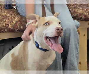 Labrador Retriever-Unknown Mix Dogs for adoption in Amarillo, TX, USA