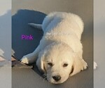 Small #16 Golden Retriever