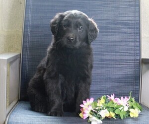 Golden Labrador Puppy for sale in FREDERICKSBURG, OH, USA