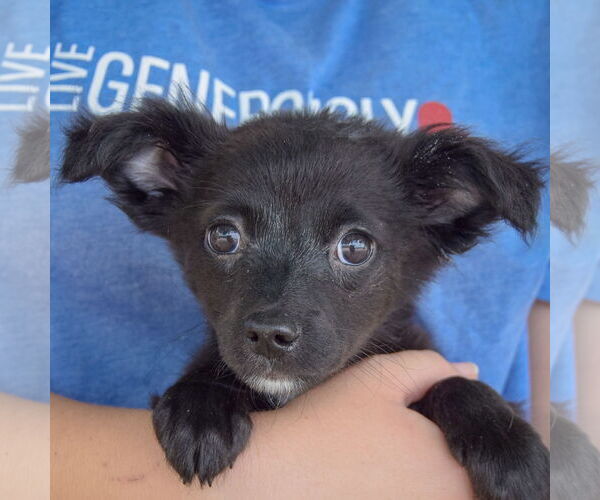 Medium Photo #6 Chiranian Puppy For Sale in Huntley, IL, USA