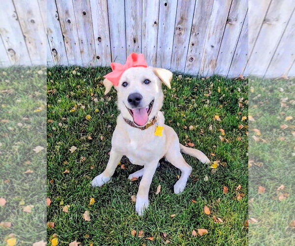 Medium Photo #13 Labrador Retriever-Unknown Mix Puppy For Sale in Sandy, UT, USA