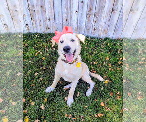 Nalaa - Female Labrador Retriever-Unknown Mix Dog for Adoption - Photo #13