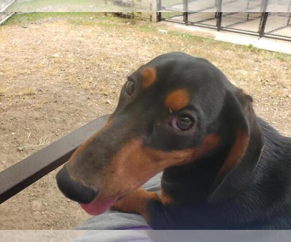 Medium Photo #2 Dachshund Puppy For Sale in BOLIVAR, MO, USA