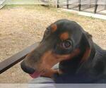 Small #1 Dachshund