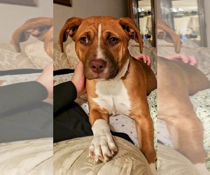 American Pit Bull Terrier-Unknown Mix Dogs for adoption in Germantown, OH, USA