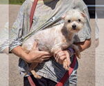 Small #1 Maltese