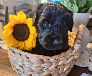 Medium Goldendoodle