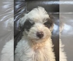 Puppy Puppy 3 ShihPoo