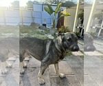 Small #6 German Shepherd Dog