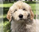 Small Goldendoodle