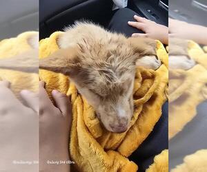 Golden Retriever-Unknown Mix Dogs for adoption in San Antonio, TX, USA