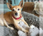 Small #7 Rat Terrier Mix