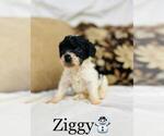 Small Photo #10 Cockapoo Puppy For Sale in ALGOOD, TN, USA