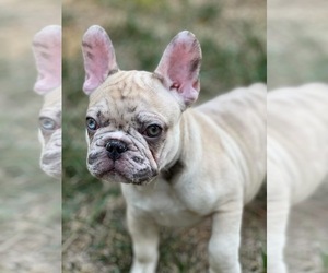 French Bulldog Puppy for sale in CLARKSVILLE, TN, USA