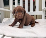 Small #2 Labrador Retriever
