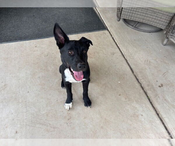 Medium Photo #2 Mutt Puppy For Sale in Chandler, AZ, USA