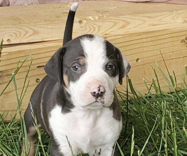 Medium Photo #1 Catahoula Leopard Dog Puppy For Sale in WADDY, KY, USA