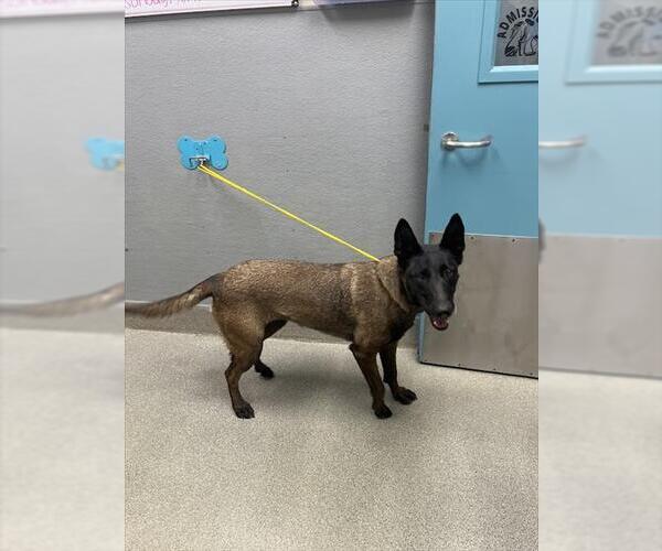 Medium Photo #1 Mutt Puppy For Sale in Las Vegas, NV, USA