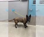 Small Mutt