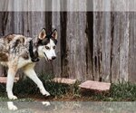 Small Photo #9 Siberian Husky Puppy For Sale in Carrollton, TX, USA