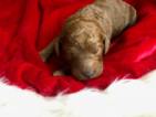 Small Photo #9 Goldendoodle Puppy For Sale in MIDLOTHIAN, VA, USA