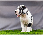 Small #3 Great Dane