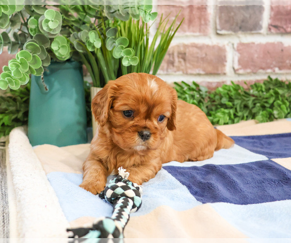 Medium Photo #4 Cavalier King Charles Spaniel Puppy For Sale in SYRACUSE, IN, USA