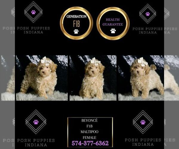 Medium Photo #8 Maltipoo Puppy For Sale in WARSAW, IN, USA